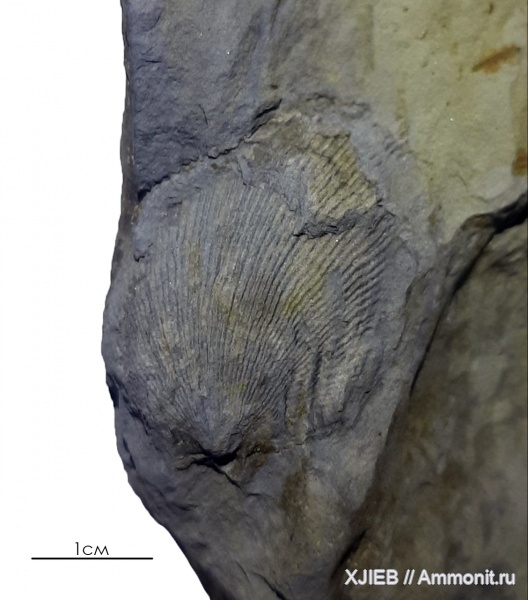 брахиоподы, карбон, палеозой, серпуховский ярус, Schuchertella, башкирский ярус, Томск, Schuchertella tomskiensis Jan