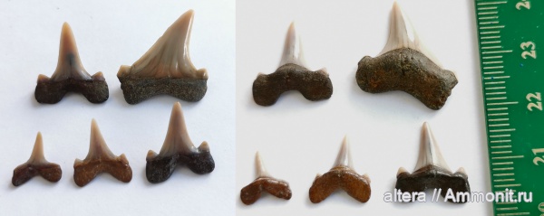 Cretalamna, сеноман, зубы акул, Cretalamna appendiculata, Тамбовская область