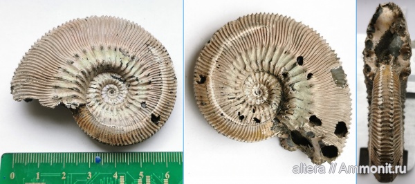 аммониты, Михайлов, Kosmoceras, Kosmoceras grossouvrei