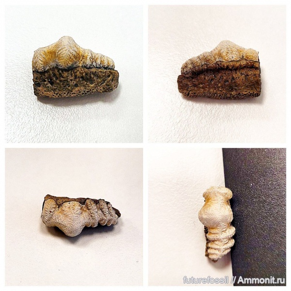зубы, нижний карбон, Campodus, миссисипий