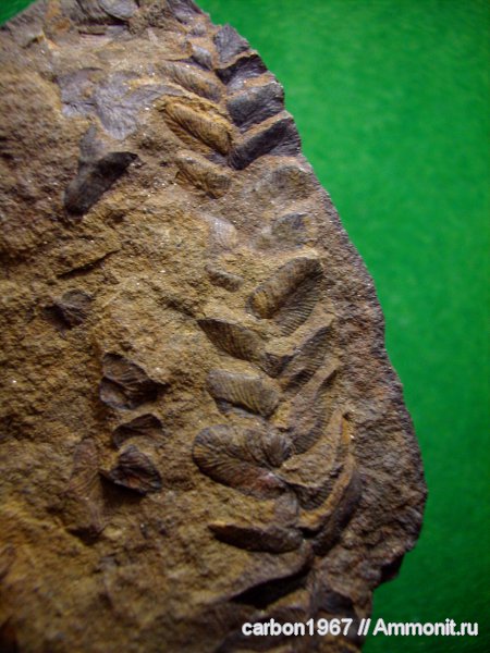 Neuropteris