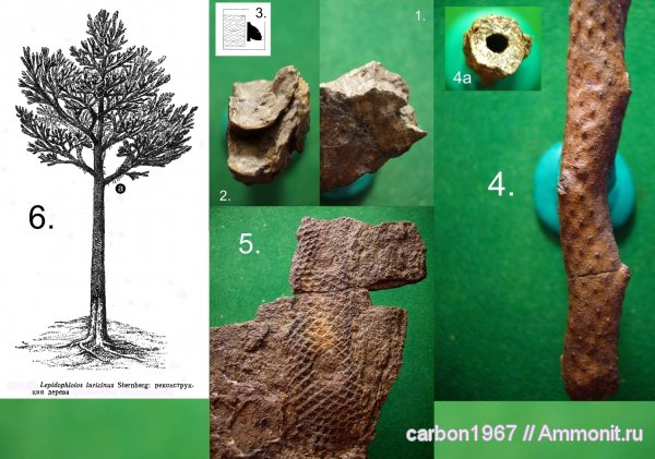 карбон, растения, лепидофиты, Lepidophloios laricinus