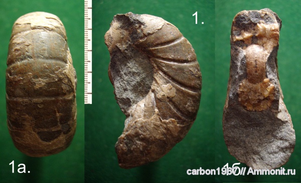 аммониты, мел, Ammonites, Eogaudryceras, Cretaceous