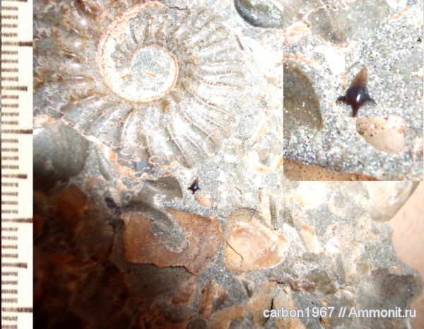 аммониты, мел, акулы, Squatina, Ammonites, Cretaceous, sharks