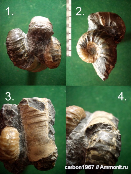 аммониты, мел, апт, Ammonites, Aptian, Cretaceous