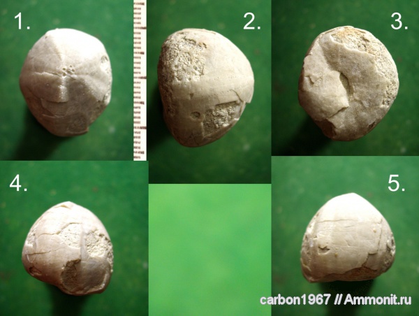 морские ежи, мел, палеоген, Conulus, Cretaceous, Conulus subrotundus, Conulus subrotundus cоnoidea, Conulus subrotundus conoidea