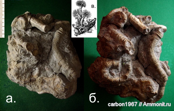 мел, серпулы, черви, Serpulidae, Cretaceous