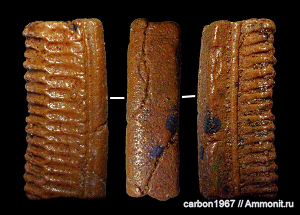 мел, палеоген, рыбы, зубы, скаты, Myliobatidae