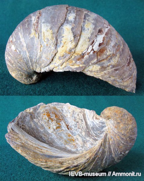 юра, оксфорд, Gryphaea, Gryphaea dilatata, Ostreidae, Oxfordian, Jurassic