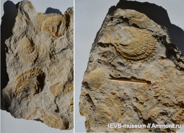 пермь, Поволжье, pseudomonotis, казанский, Pseudomonotis garforthensis, Permian