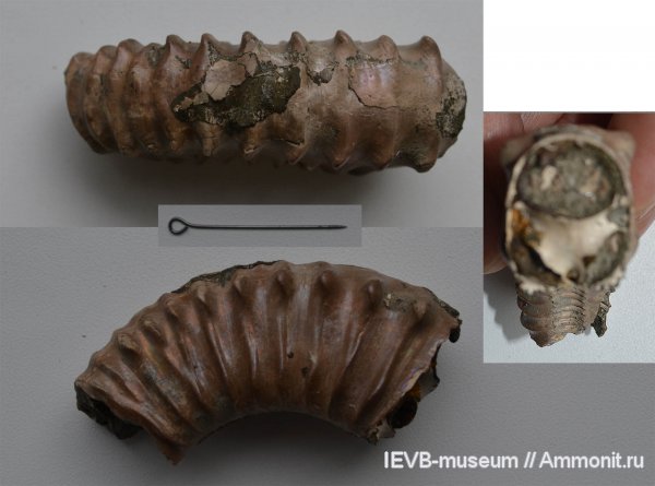 юра, келловей, Peltoceras, Peltoceratinae, Aspidoceratidae, Callovian, Jurassic, Middle Jurassic