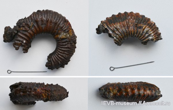 аммониты, юра, Kosmoceras, келловей, Ammonites, Kosmoceras duncani, Callovian, Jurassic, Middle Jurassic