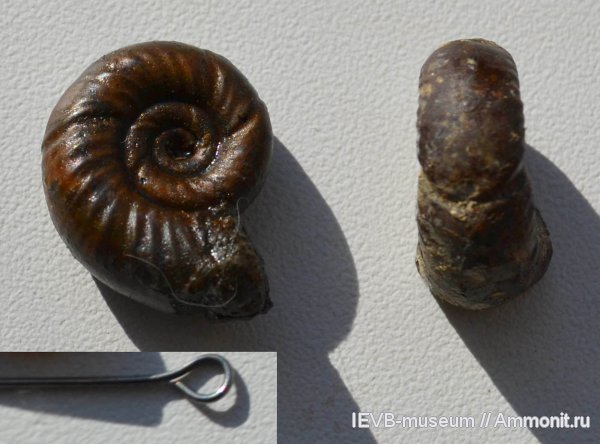 аммониты, юра, келловей, Perisphinctidae, Alligaticeras, Ammonites, Callovian, Jurassic, Middle Jurassic