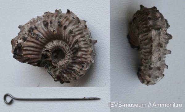 аммониты, юра, Kosmoceras, келловей, Ammonites, Callovian, Jurassic, Middle Jurassic