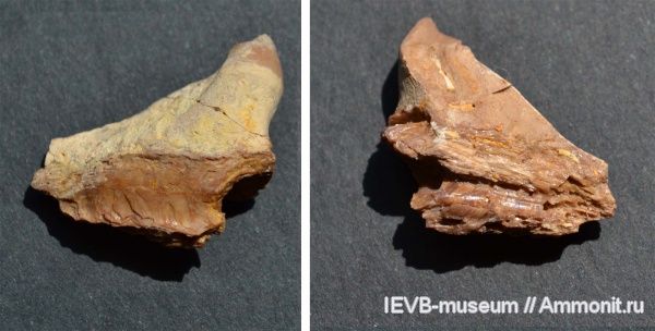 мел, рыбы, кости, кампан, Campanian, Cretaceous, fish