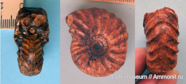 аммониты, мел, валанжин, Ammonites, Temnoptychites, Nikitinoceras, Temnoptychites rudis, Valanginian, Cretaceous