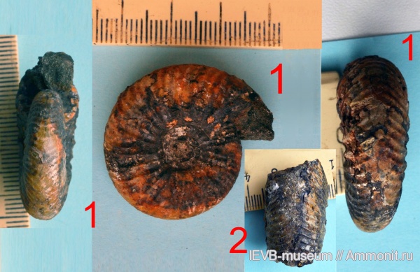 аммониты, мел, валанжин, Ammonites, Temnoptychites, Nikitinoceras, Temnoptychites hoplitoides, Valanginian, Cretaceous