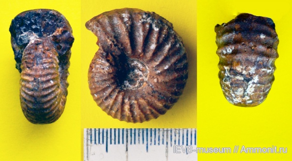 аммониты, мел, валанжин, Ammonites, Temnoptychites, Nikitinoceras, Valanginian, Cretaceous