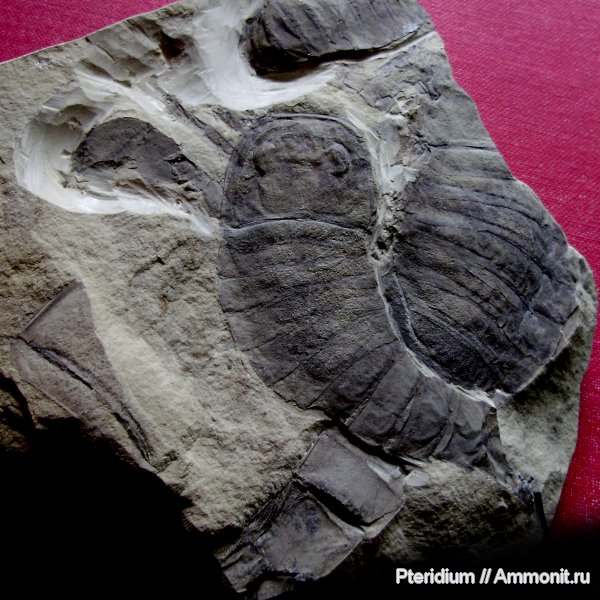 силур, ракоскорпионы, эвриптериды, Silurian, Украина, Eurypterus, Eurypterus fischeri, Подолье