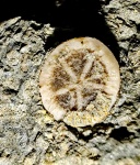 Balanocrinus brachiospina