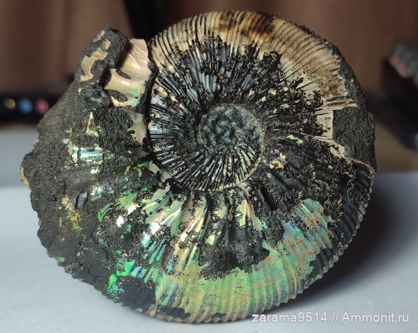 аммониты, юра, Virgatites, Ammonites, Jurassic