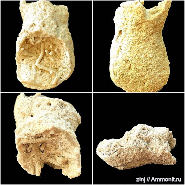 Planolites, Thalassinoides, Ophiomorpha, Spongeliomorpha, SOT, Елшанский