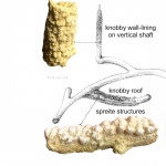 Spongeliomorpha SAPORTA, 1887