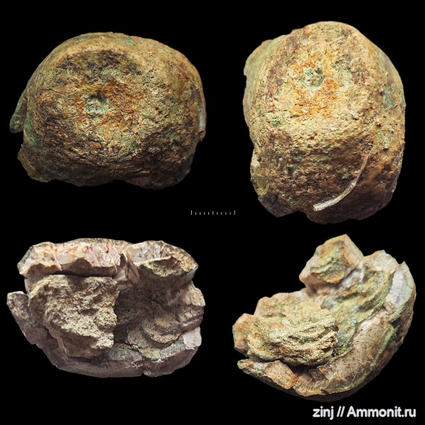 юра, оксфорд, Cyclocrinus, р. Йода, holdfast, Oxfordian, Jurassic