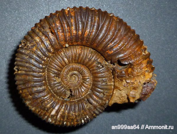 аммониты, юра, келловей, Peltoceras, Дубки, Саратовская область, Peltoceras arduennense, Ammonites, Peltoceratinae, Aspidoceratidae, Callovian, Jurassic, Middle Jurassic