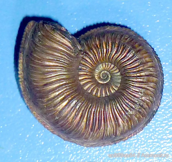 юра, Бронницы, Марково, Amoeboceras, Amoeboceras alternoides, Cardioceratidae, Jurassic