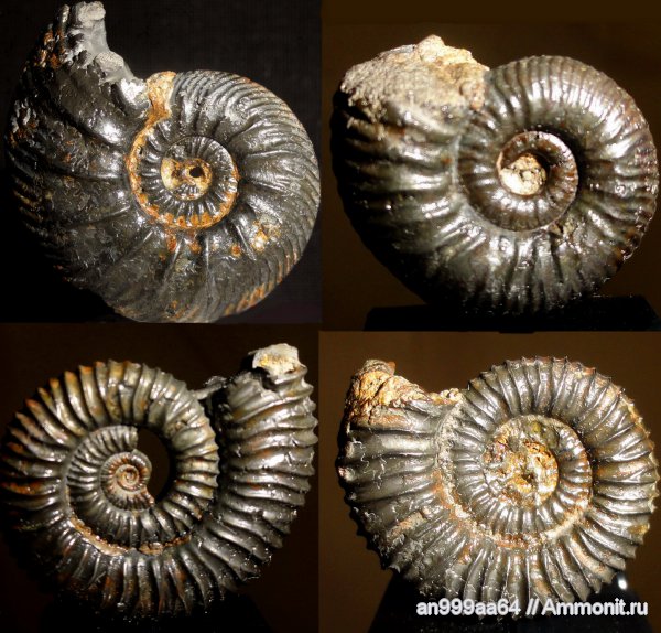 аммониты, юра, келловей, Peltoceras, Дубки, Vertumniceras, Ammonites, Quenstedtoceras flexicostatum, Callovian, Jurassic, Middle Jurassic