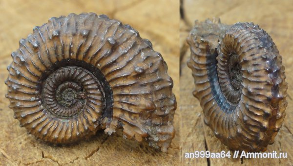 аммониты, юра, Kosmoceras, келловей, верхний келловей, Kosmoceratidae, Ammonites, Mojarowskia mojarowskii, muscle scars, отпечатки мускулов, Mojarowskia, Middle Jurassic