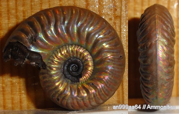 аммониты, юра, келловей, Дубки, Hecticoceratinae, Саратовская область, Ammonites, Putealiceras, Callovian, Jurassic, Middle Jurassic