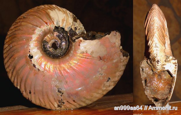 аммониты, юра, макроконхи, келловей, Quenstedtoceras, Дубки, Ammonites, Quenstedtoceras involutum, Macroconchs, Callovian, Jurassic, Middle Jurassic