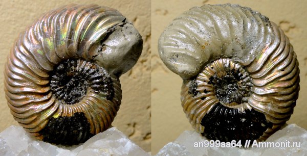 аммониты, юра, келловей, Дубки, Vertumniceras, Ammonites, Vertumniceras mariae, Quenstedtoceratinae, Callovian, Jurassic, Middle Jurassic