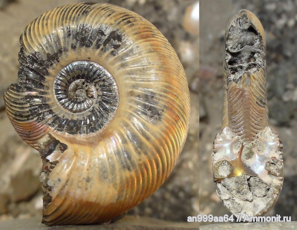 аммониты, Quenstedtoceras, Дубки, Ammonites, Quenstedtoceras brasili