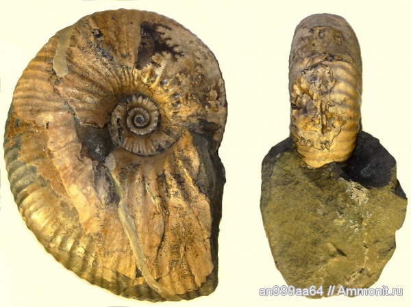 аммониты, Ammonites, Parahoplites