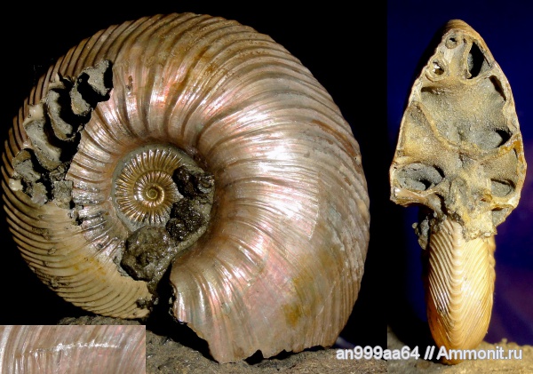 аммониты, юра, келловей, Quenstedtoceras, Дубки, Ammonites, Quenstedtoceras involutum, Callovian, Jurassic, Middle Jurassic