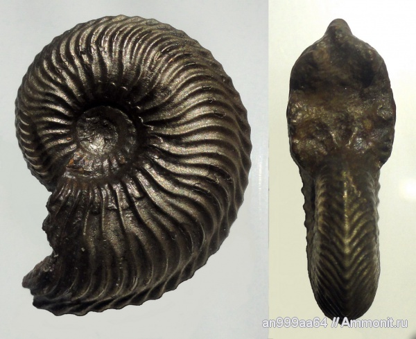 аммониты, Cardioceras, оксфорд, Cardioceratidae, Ammonites, Cardioceratinae, Vertebriceras, Oxfordian