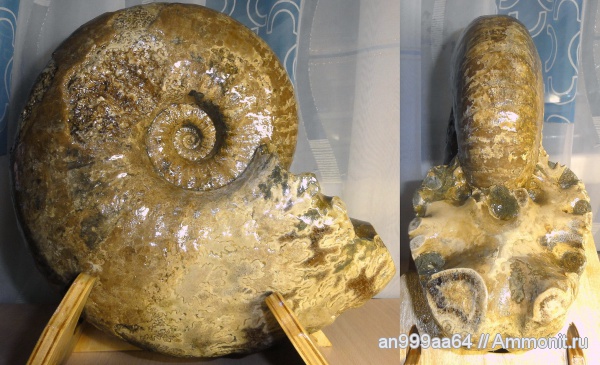 аммониты, Ammonites, Parahoplites, Parahoplitidae