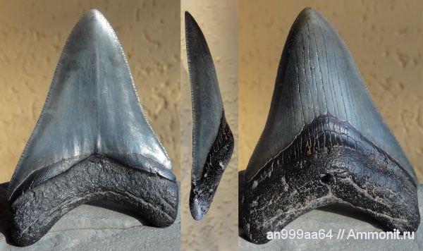 мегалодон, Megalodon, Carcharodon, Carcharocles, Otodus