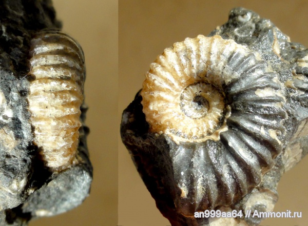 аммониты, Ammonites, Acanthohoplites