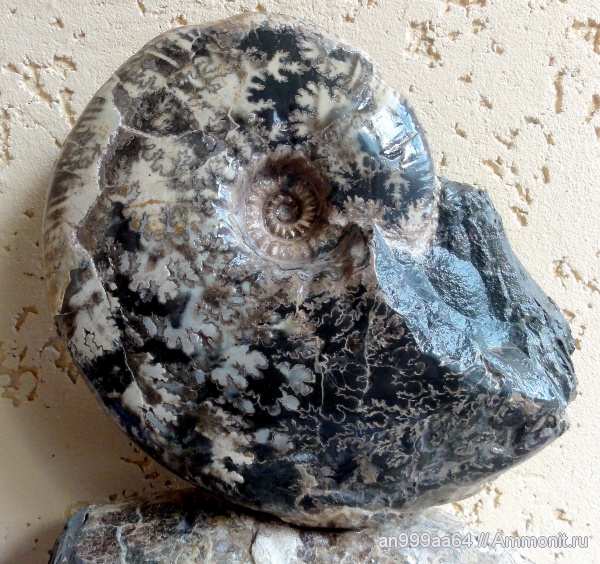 аммониты, мел, апт, Ammonites, Acanthohoplites, лопастные линии, Parahoplitidae, Aptian, Cretaceous