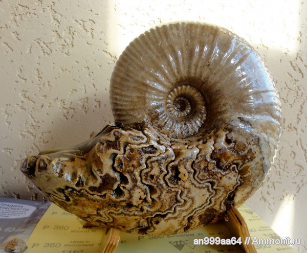 аммониты, Ammonites, лопастные линии, Parahoplites, Parahoplitidae