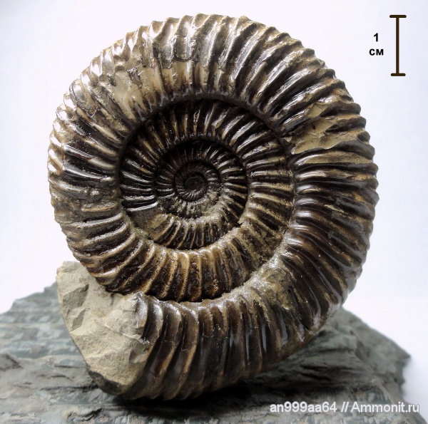 аммониты, Parkinsonia, Ammonites, Parkinsoniidae