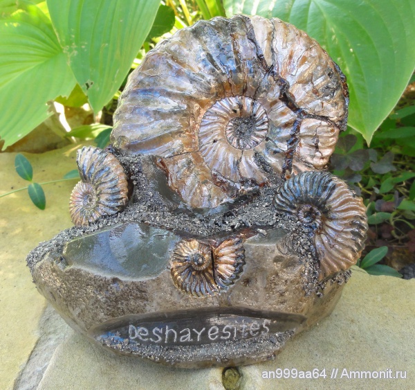 аммониты, Deshayesites, Саратовская область, Ammonites