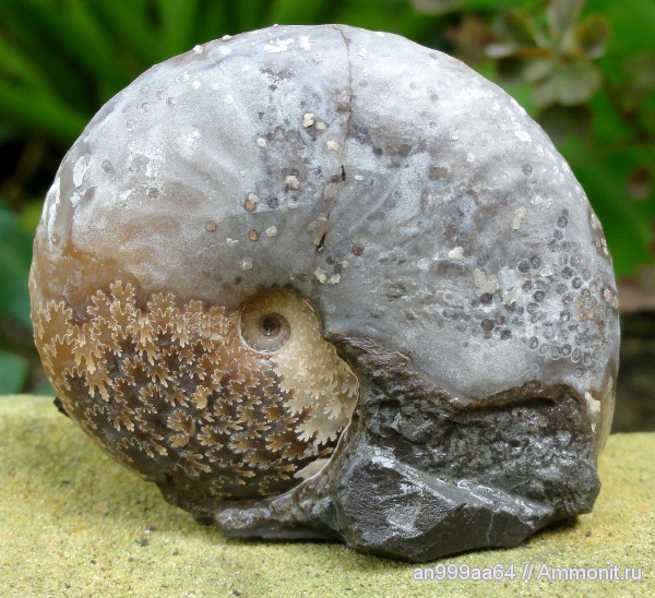 аммониты, мел, апт, Aconeceras, Aconeceras trautscholdi, устье, Ammonites, Sinzovia, Sinzovia trautscholdi, Aptian, Cretaceous