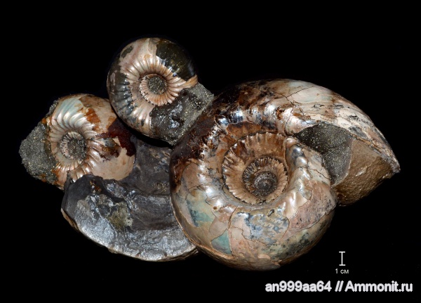 аммониты, юра, нижний келловей, Cadoceras, Cadoceras elatmae, устье, Cadoceratinae, Cardioceratidae, Ammonites, Jurassic, Lower Callovian