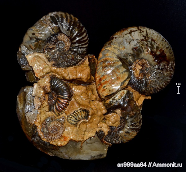 аммониты, Deshayesites, Ammonites