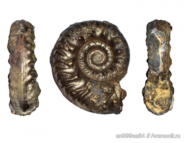 аммониты, Hecticoceratinae, Ammonites, Putealiceras, Putealiceras punctatum